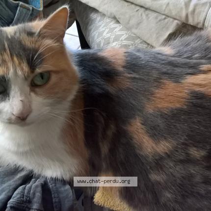 Photo 1/1 Chat retrouvé Perdu à Saint didier de formans