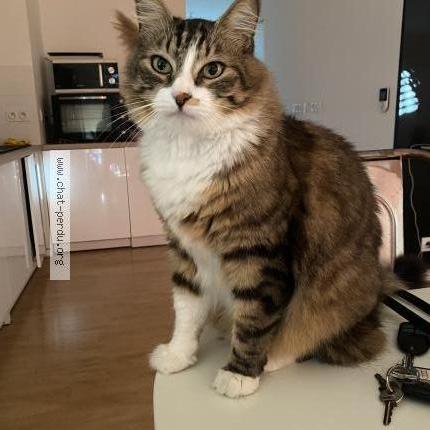 Photo de chat perdu à Nantes