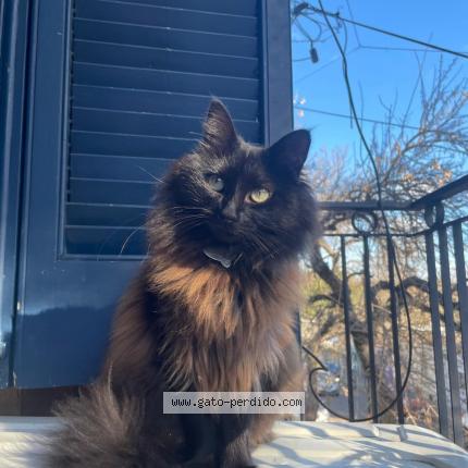 Photo 1/1 KALI Chat perdu à Salto
