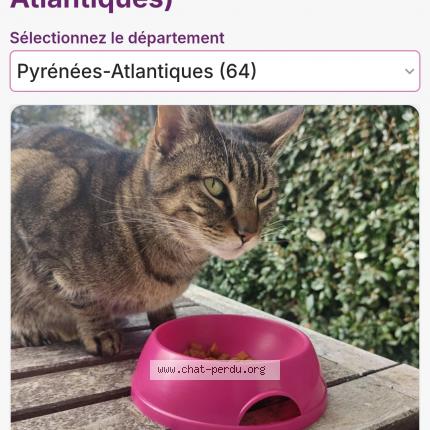 Photo de chat perdu à Saint Pee Sur Nivelle