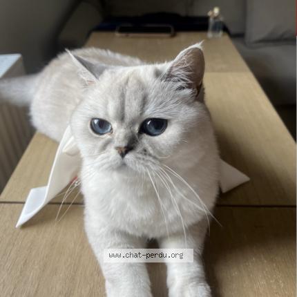 Photo 1/1 Pamuk Chat perdu à Eckbolsheim