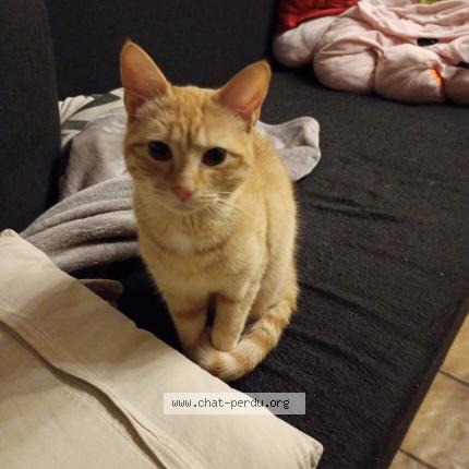 Photo de chat perdu à Roussillon