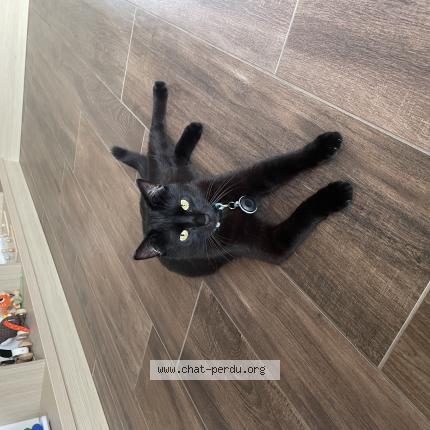 Photo de chat perdu à La Jarrie