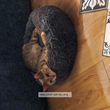 Photo 1/1 Nouméa Chat perdu à Beynes