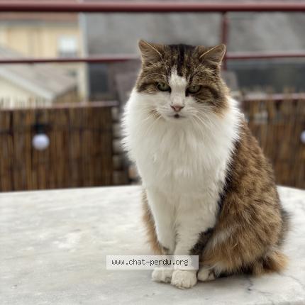Photo 1/1 Choupette Chat perdu à Limoges