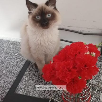 Photo de chat perdu à Valence