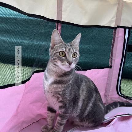 Photo de chat perdu à Champvoux