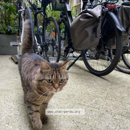 Photo 1/1 Chat retrouvé Trouvé à Paris