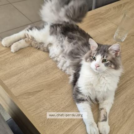 Photo de chat perdu à Cannes