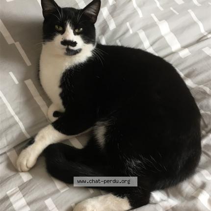 Photo de chat perdu à Reiningue