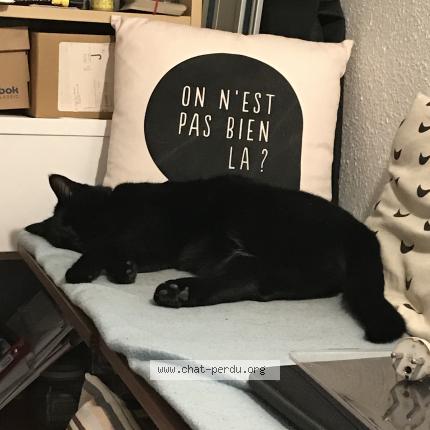 Photo de chat perdu à Montmoreau St Cybard