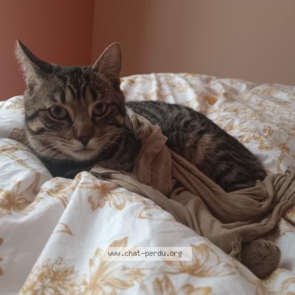 Photo de chat perdu à Faremoutiers
