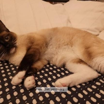 Photo de chat perdu à Bordeaux