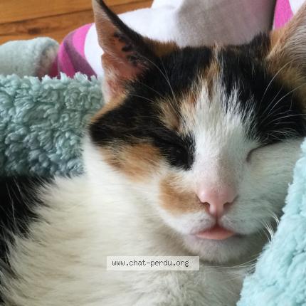 Photo 1/3 Api Chat perdu à Chazelles sur lyon