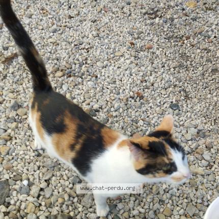 Photo 2/3 Api Chat perdu à Chazelles sur lyon