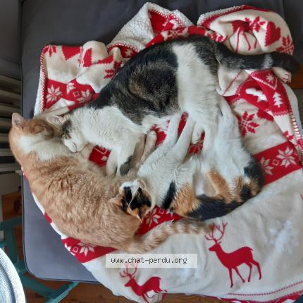 Photo 3/3 Api Chat perdu à Chazelles sur lyon