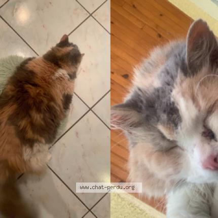 Photo 1/1 Fayah Chat perdu à Eaunes