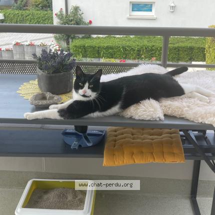 Photo de chat perdu à Illkirch Graffenstaden