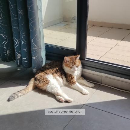 Photo 1/1 Lady Chat perdu à Saint lys