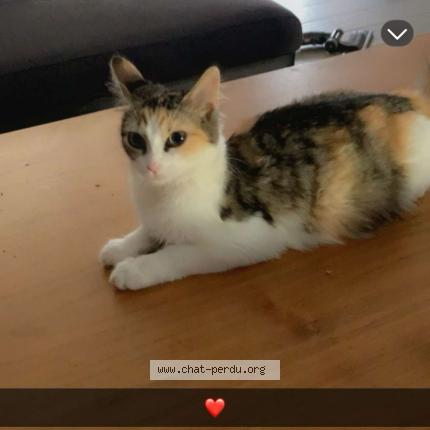 Photo de chat perdu à Soual