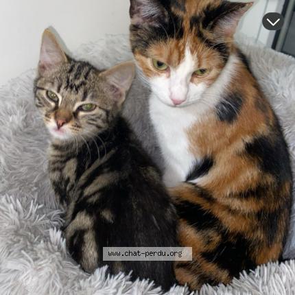 Photo 1/1 Chat retrouvé Perdu à Charleville Mezieres