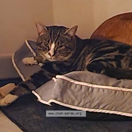 Photo 1/1 Tiger Chat perdu à Bailleul sir berthoult