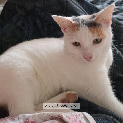Photo 1/1 Chat retrouvé Perdu à Hagetmau