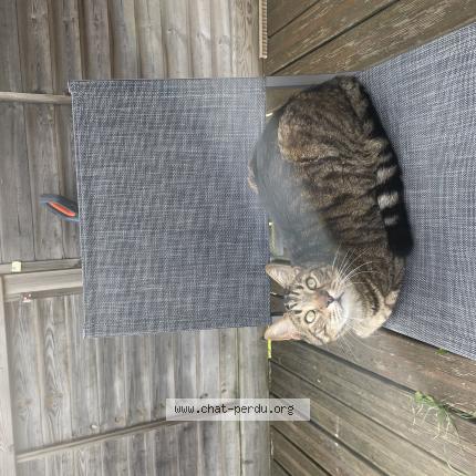 Photo 1/1 Willy Chat perdu à Baulne