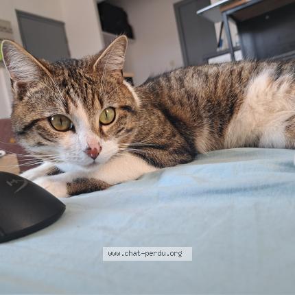 Photo de chat perdu à Lille