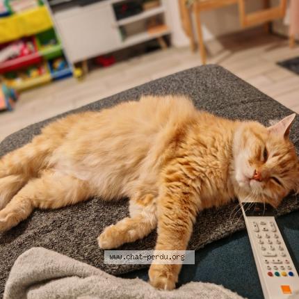 Photo de chat perdu à Veurey Voroize