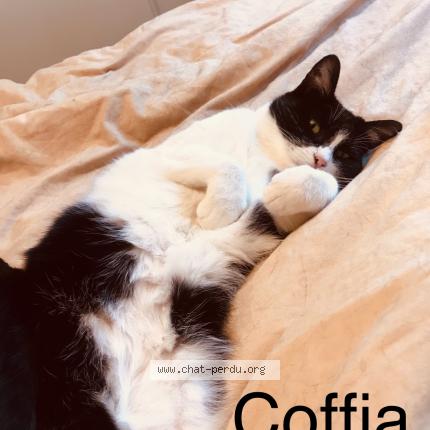 Photo de chat perdu à Biscarrosse