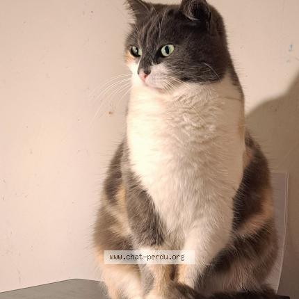 Photo de chat perdu à Poueyferre