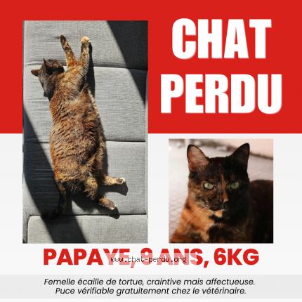 Photo 1/1 Chat retrouvé Perdu à Boe