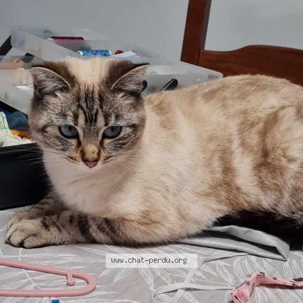 Photo 1/1 Chat retrouvé Perdu à Trange