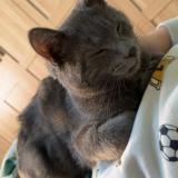 Photo de chat perdu à Beaumont Sur Sarthe