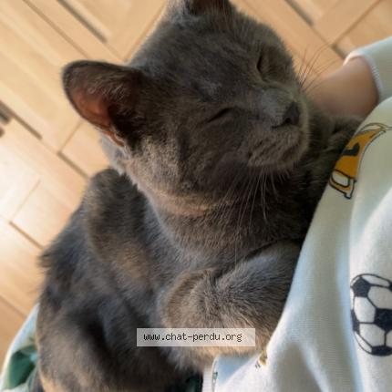 Photo 1/1 Chat retrouvé Perdu à Beaumont sur sarthe