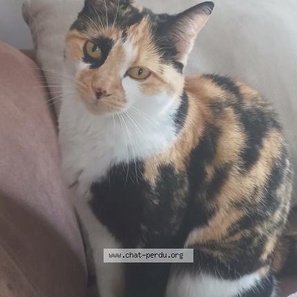 Photo de chat perdu à Couvrelles