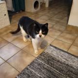 Photo de chat trouvé à Plouedern