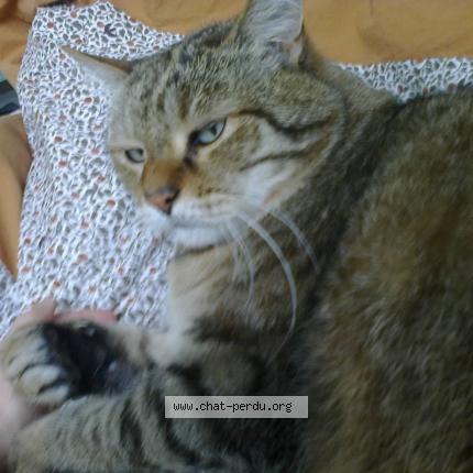 Photo 1/1 Dotty Chat perdu à Faches thumesnil