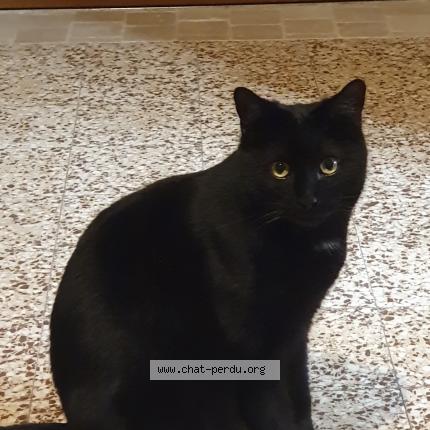 Photo de chat perdu à Amiens