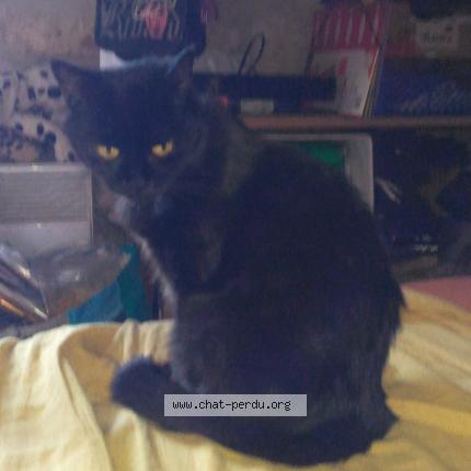 Photo 1/1 Carbone Chat perdu à Le chanay