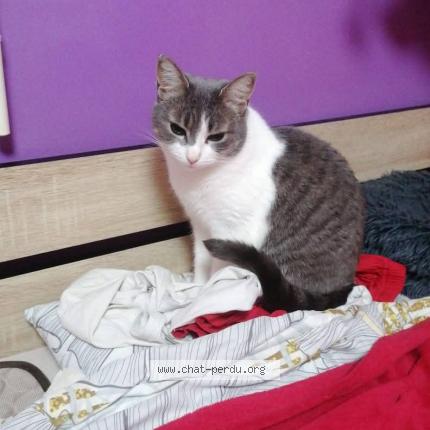 Photo 1/1 Poukie Chat perdu à Saint martin terressus