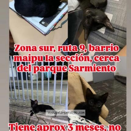 Photo 1/1 Tannat Chat perdu à Cordoba