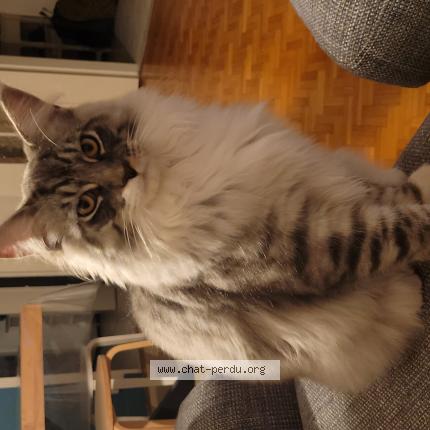 Photo de chat perdu à La Neuvillette
