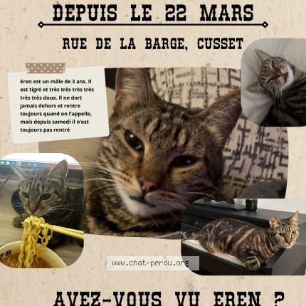 Photo 1/2 Eren Chat perdu à Cusset