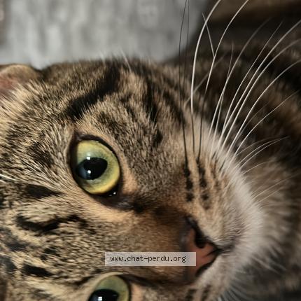 Photo 2/2 Eren Chat perdu à Cusset