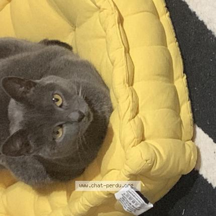 Photo 1/1 Cheescake Chat perdu à Perpignan