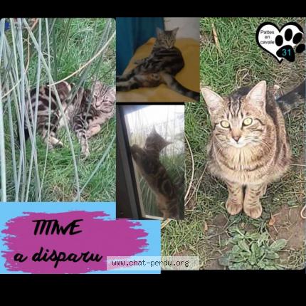 Photo 1/1 Chat retrouvé Perdu à Toulouse