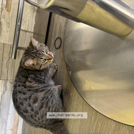 Photo 1/1 Sama Chat perdu à Eckbolsheim