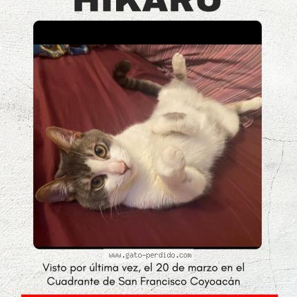 Photo 1/1 Hikaru Chat perdu à Cdmx